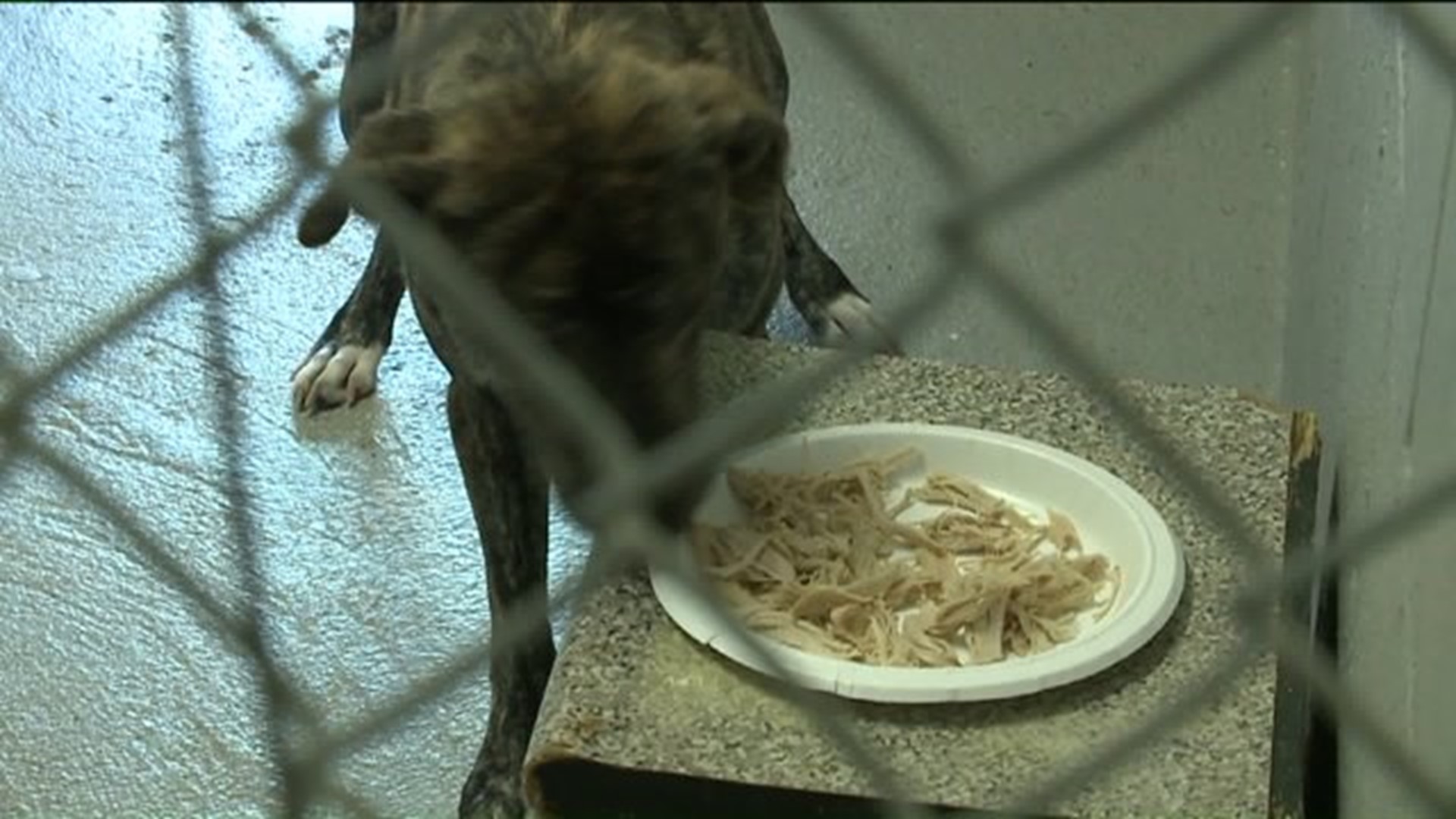 Shelter Pets Given Full Feast for Christmas