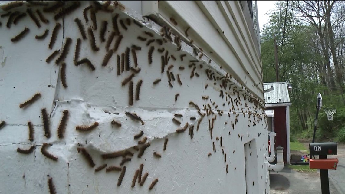 Battling Gypsy Moth Caterpillars