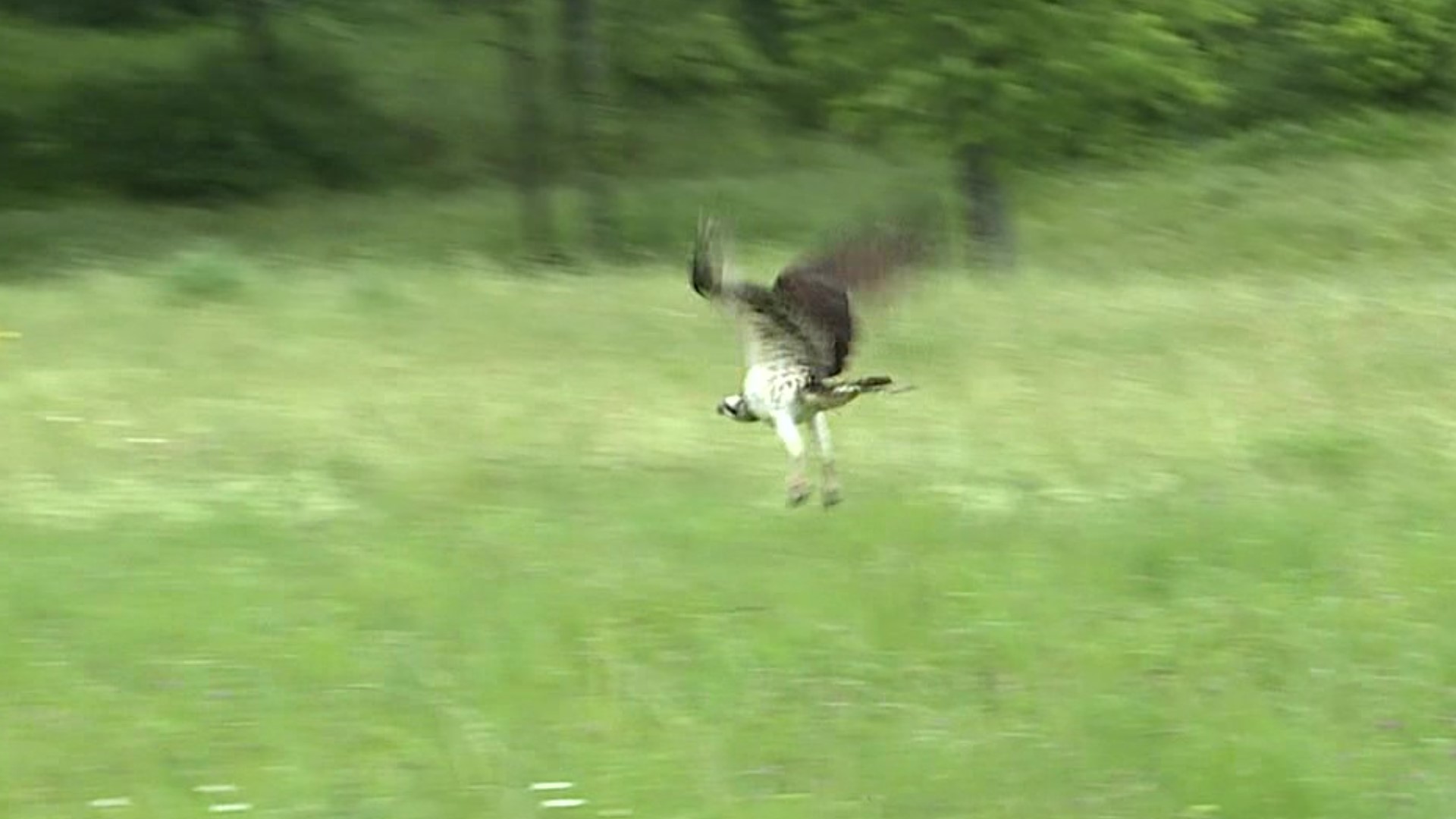 A wildlife center in Schuylkill County spent the last two months nursing an osprey back to health. On Friday, the bird was released back into the wild.