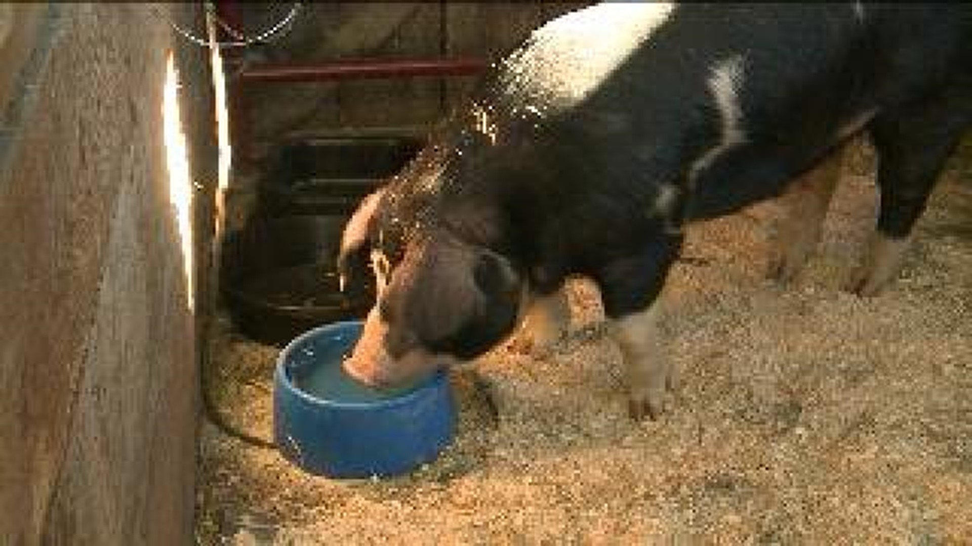 ‘Some Pig’ Saved From Slaughter In Mehoopany