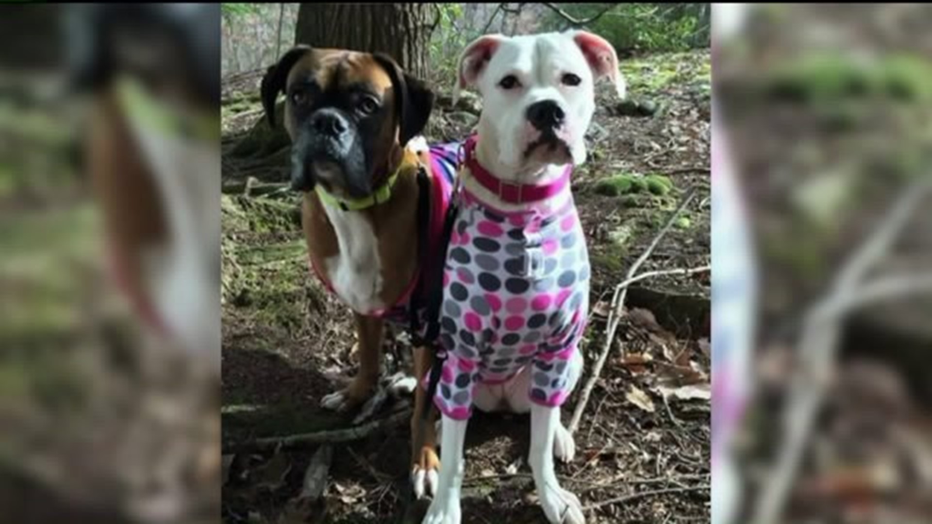 Flood Victims Devastated by Loss of Pets