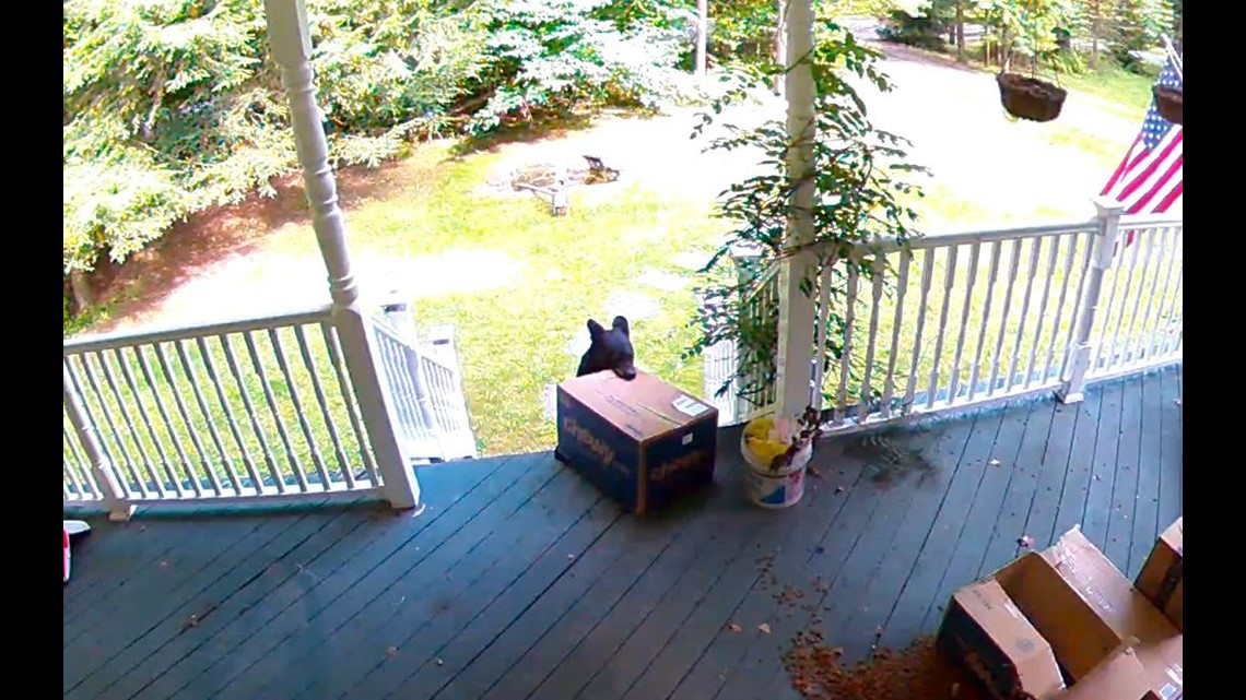 Bear steals dog store food