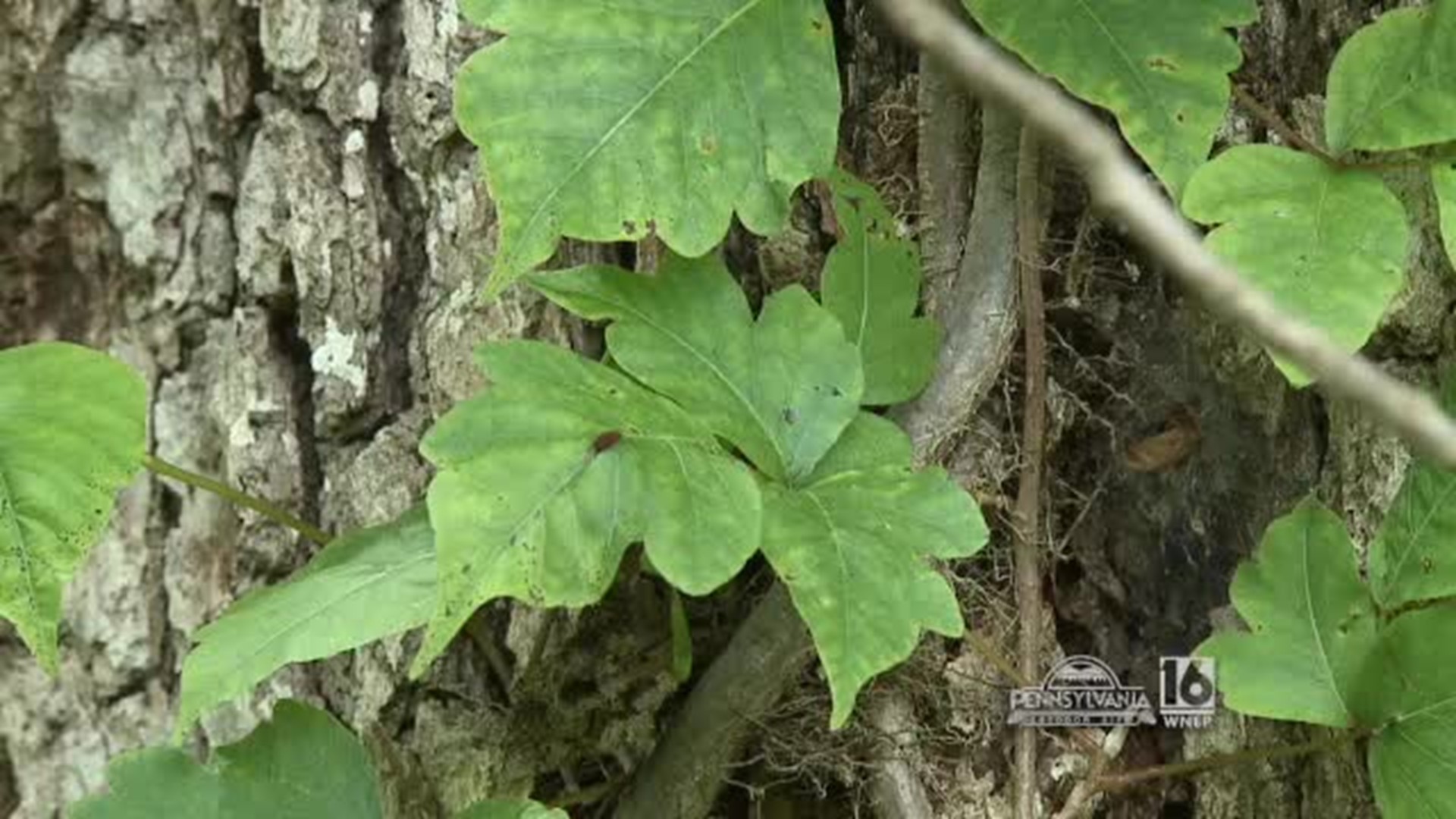 Poison Ivy Identification