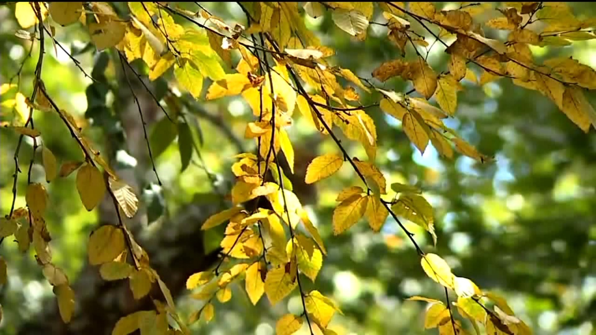 After Rainy Summer, Environmental Experts Talk Fall Foliage Forecast