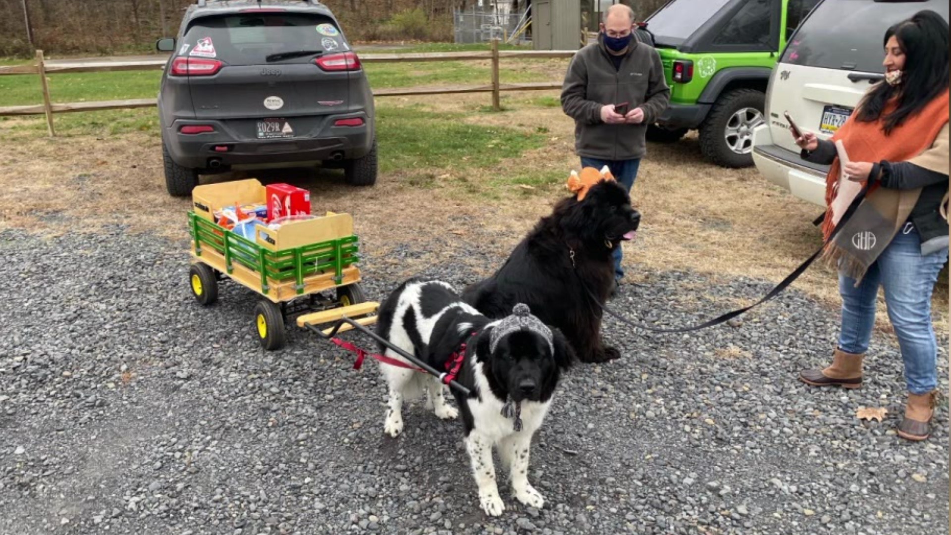 A water rescue dog delivered Thanksgiving meals to people in Wilkes-Barre.