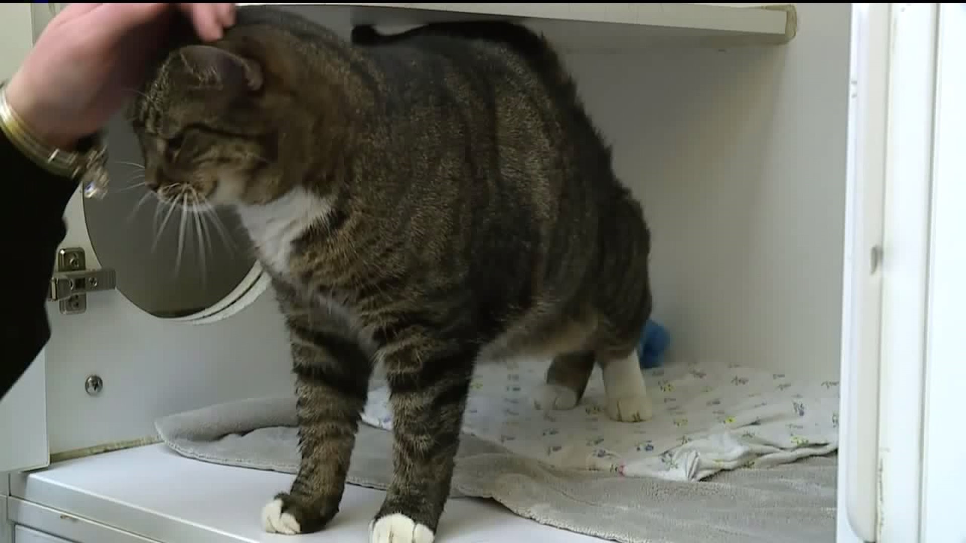 Lycoming County SPCA Hoping for Community Generosity on Giving Tuesday