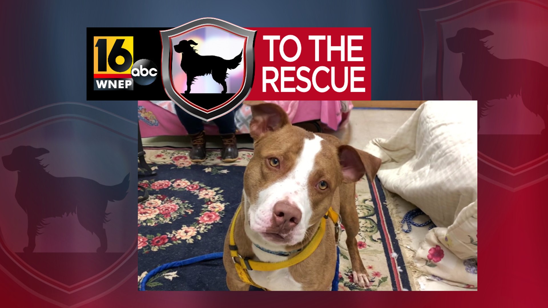 Rocky was rescued back in December from a high-kill shelter in Philadelphia.
