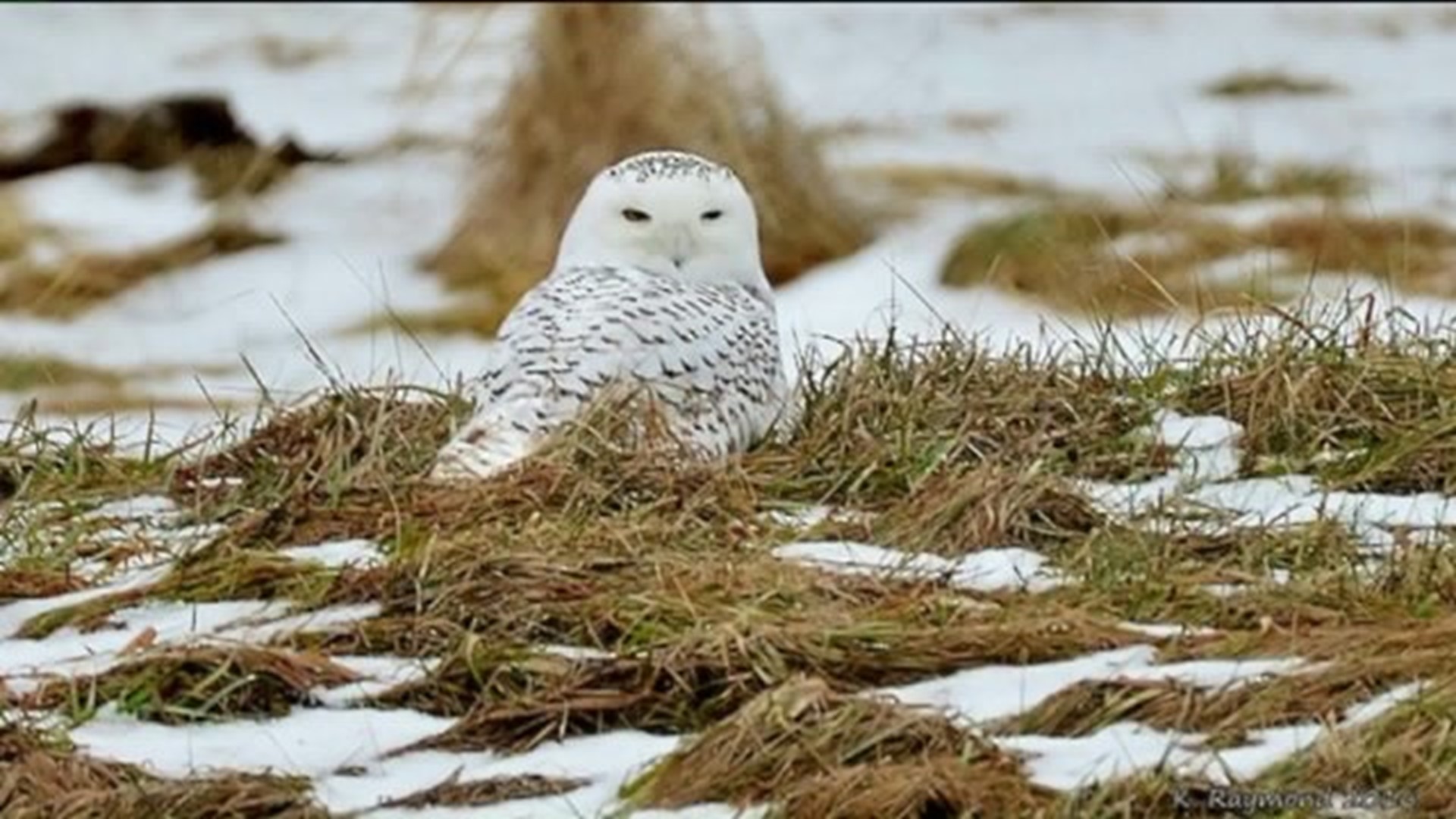 Rare Snowy Owl Draws Crowds in Bradford County