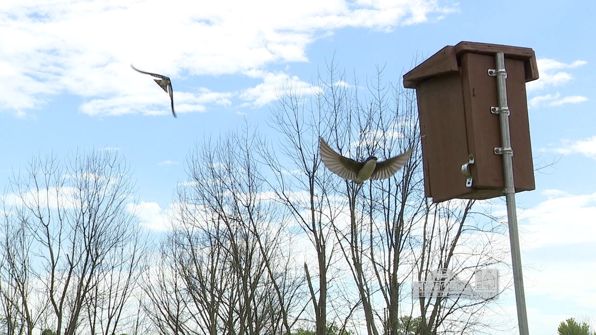 The tree swallows have returned.