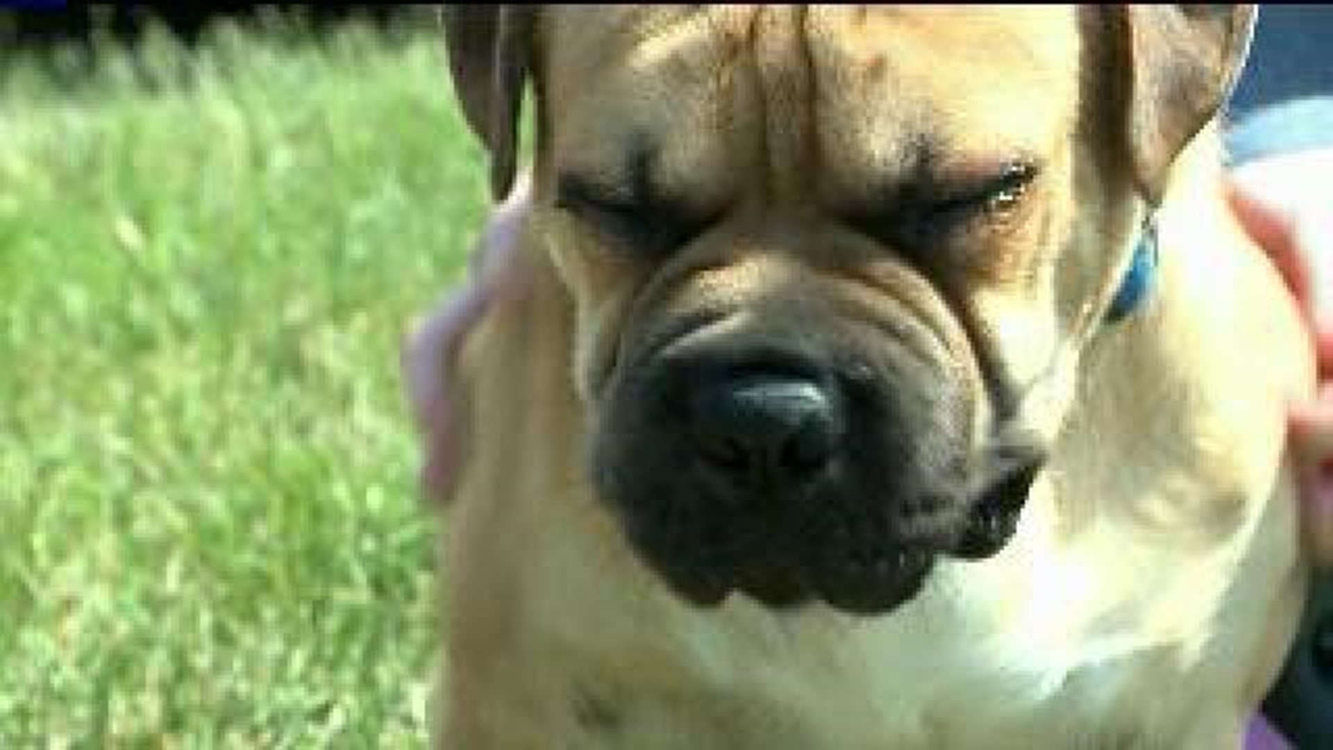 Wham Cam: Why Do Dogs Have Wet Noses?