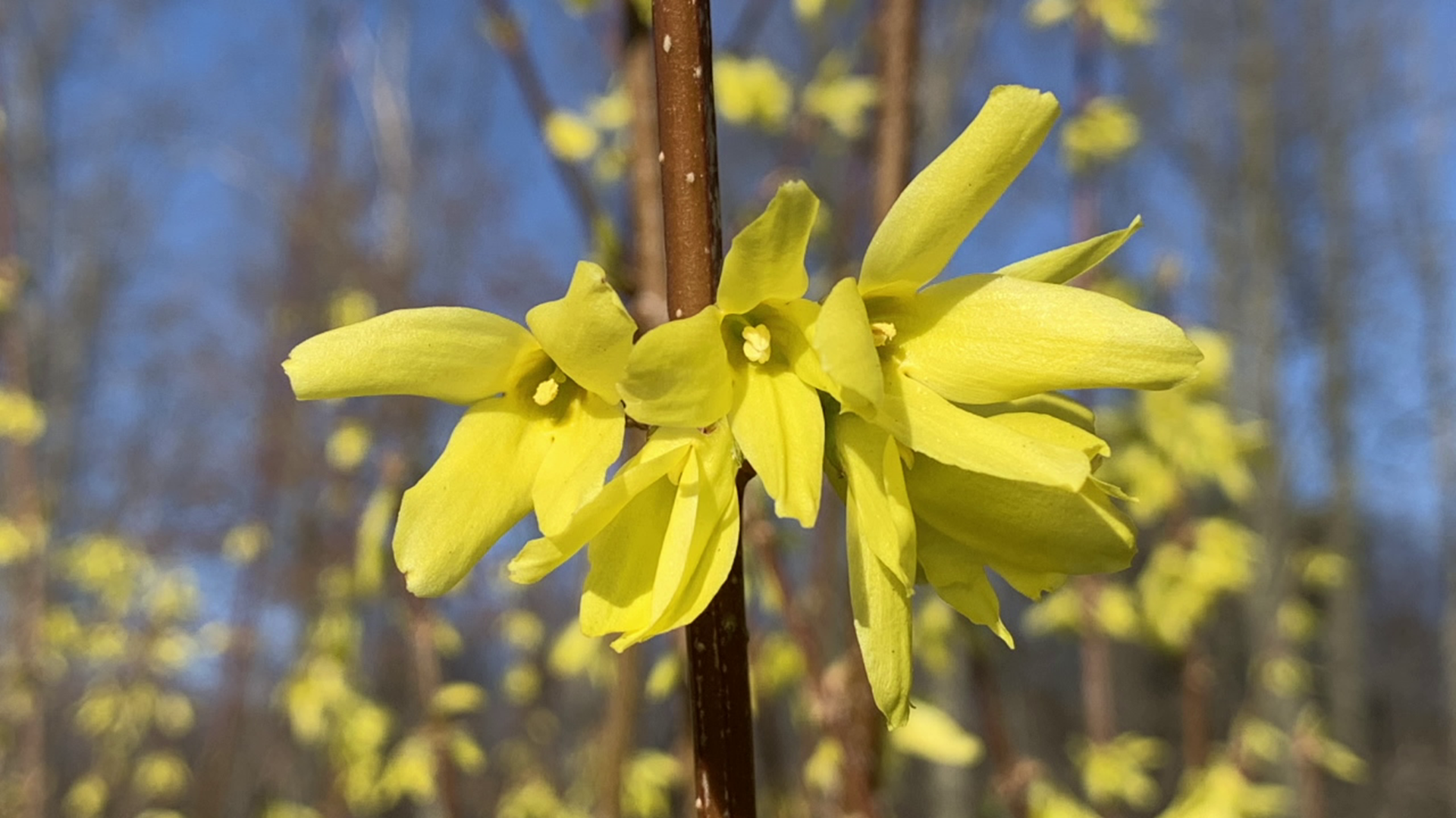 Forsythia are a sign of hope every year, even on cold spring days that warmer, better days are coming.