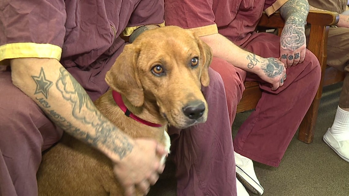 SCI Frackville Inmates Train Dogs Up For Adoption | wnep.com
