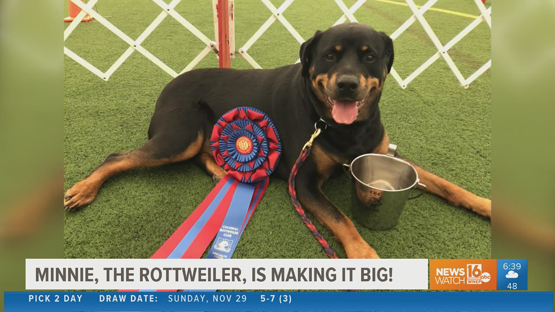 Meet the pooch from our area getting ready to strut her stuff on a national stage.
