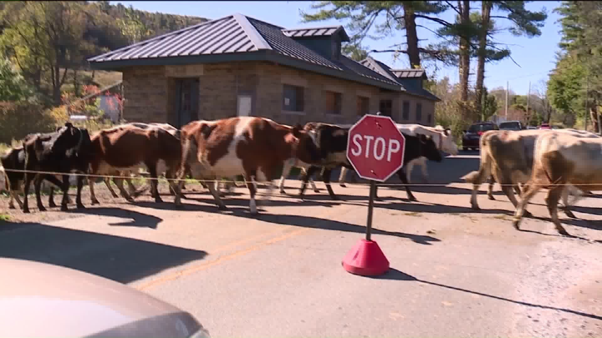 The Lands At Hillside Farms Raising Money For New, State-Of-The Art Cow Barn
