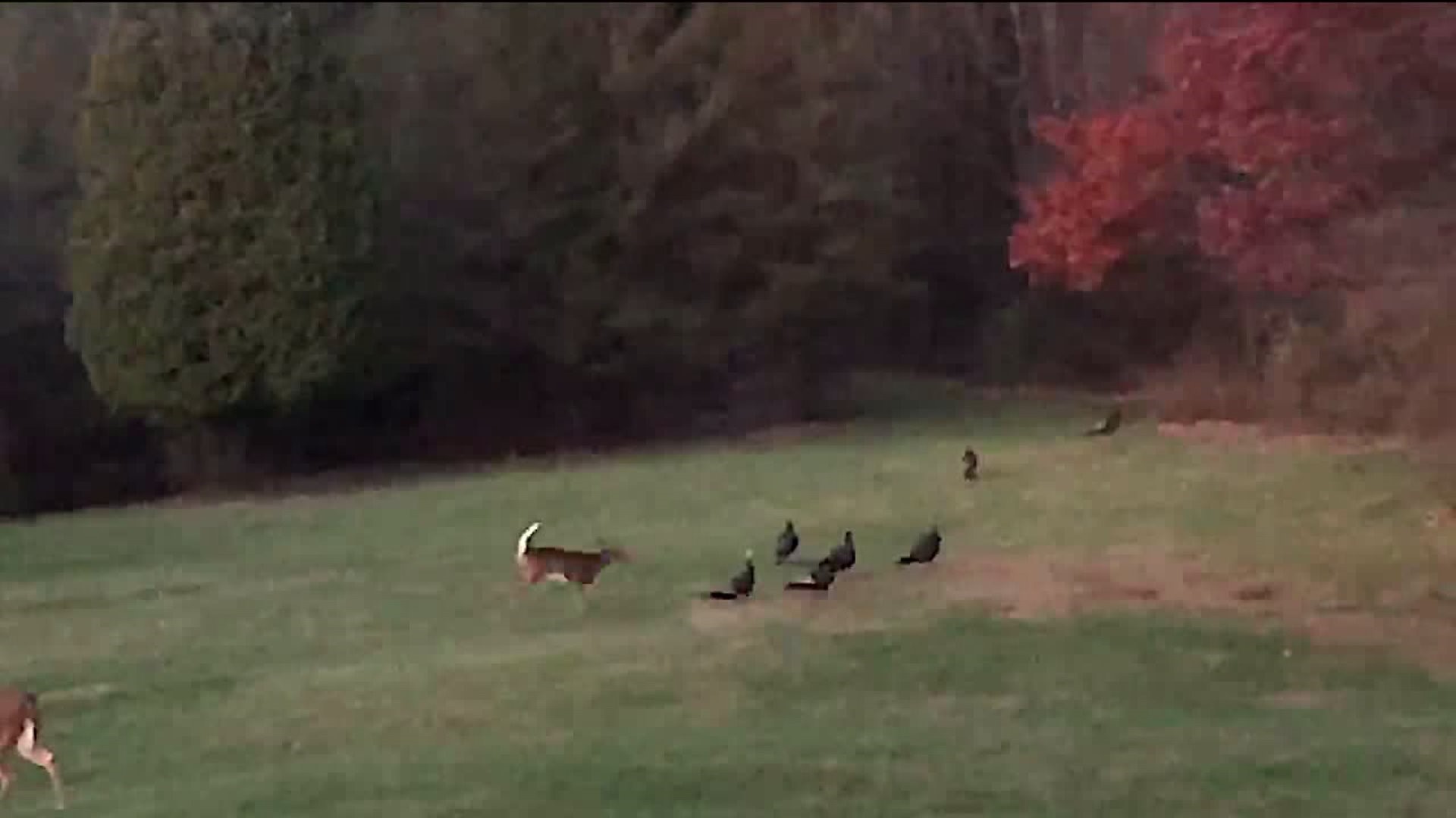 Check This Out: Deer Playfully Chases Group of Turkeys in Schuylkill County