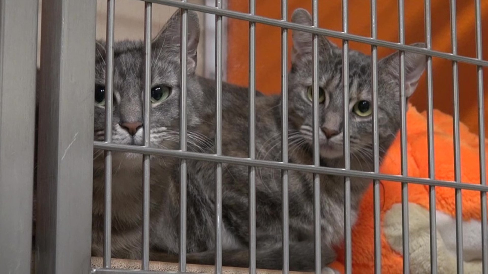 The animal shelter in Lackwanna County is no longer accepting the surrender of cats until further notice because of an influx of cats, and a decline in adoptions.