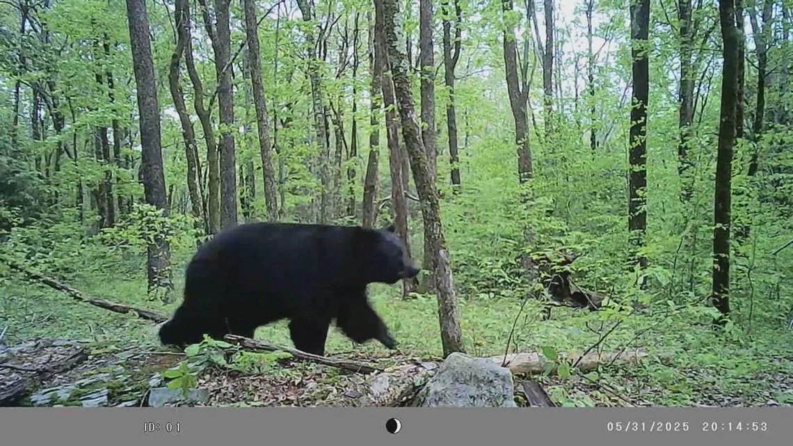 Back Scratch Bear Wnep