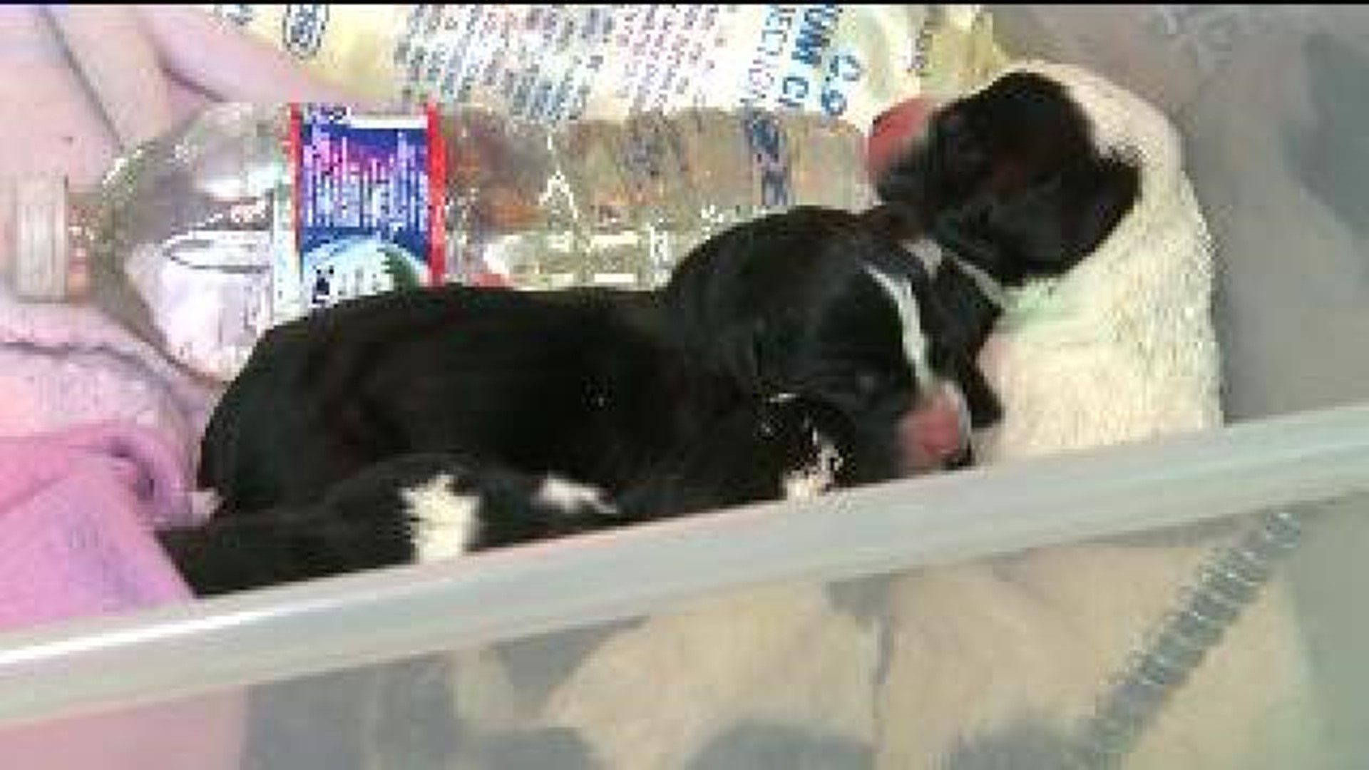 Volunteers Consider Surrogate For Abandoned Puppies