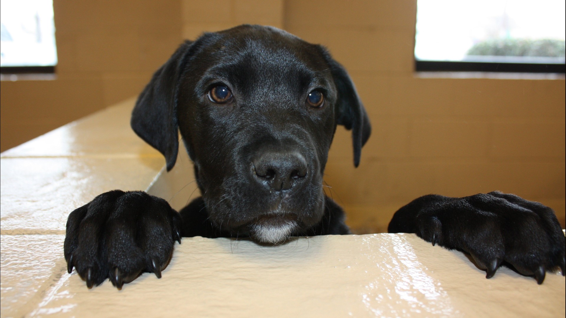 FDA Jerky Pet Treats Warning