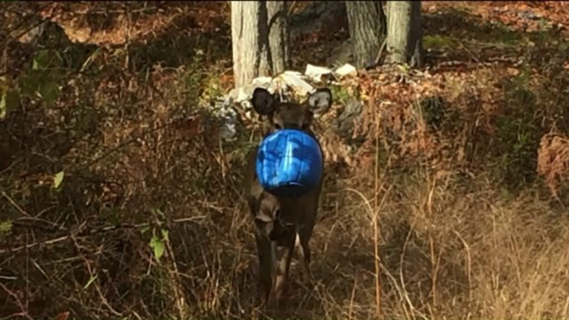 Deer Found with Plastic Pumpkin Encasing Face