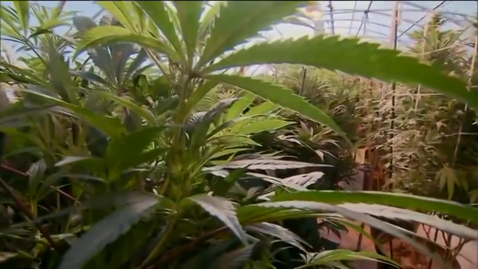 Some think it's time for the Pennsylvania legislature to make recreational marijuana legal.
