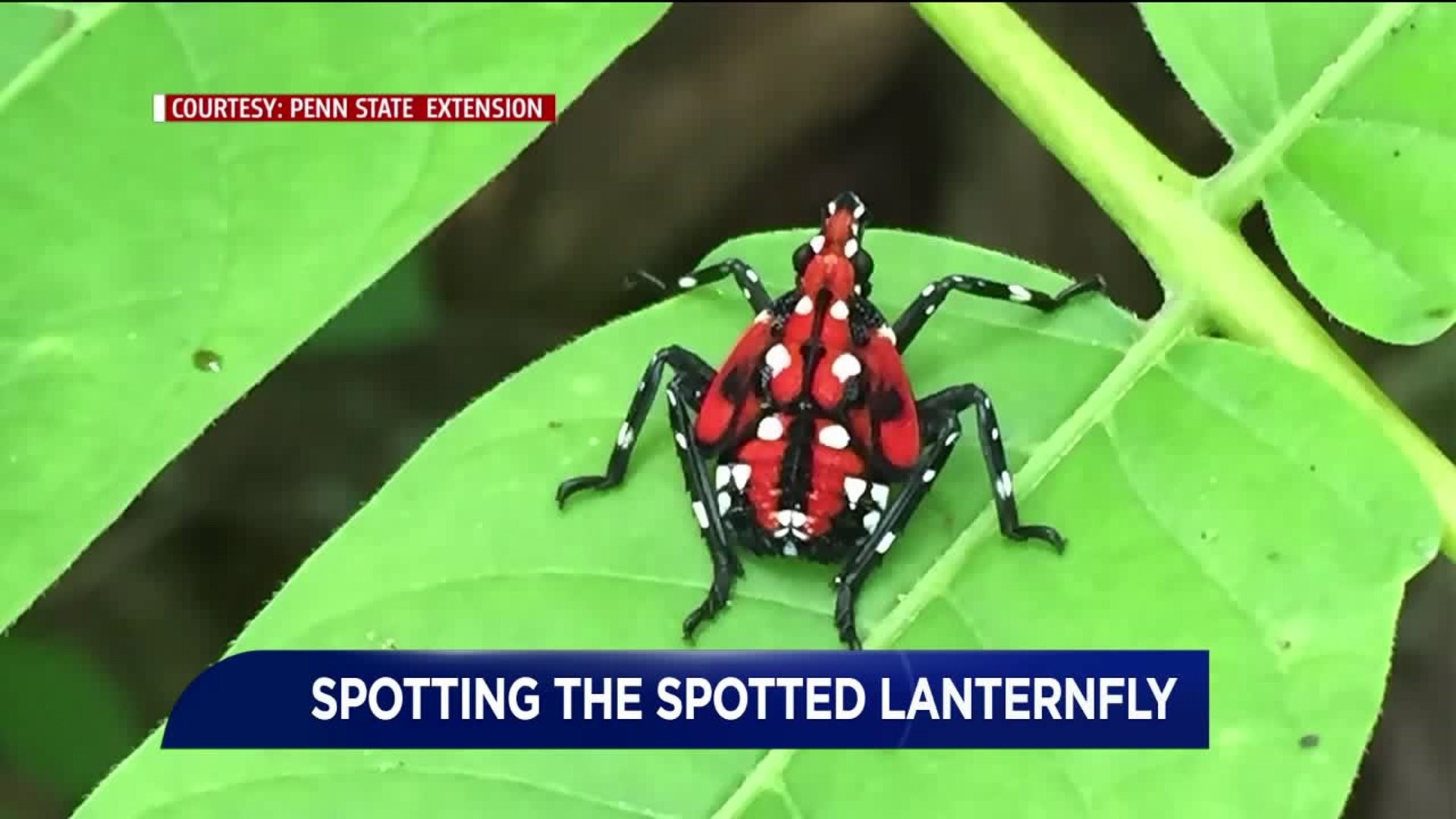Spotting the Spotted Lanternfly in Pennsylvania