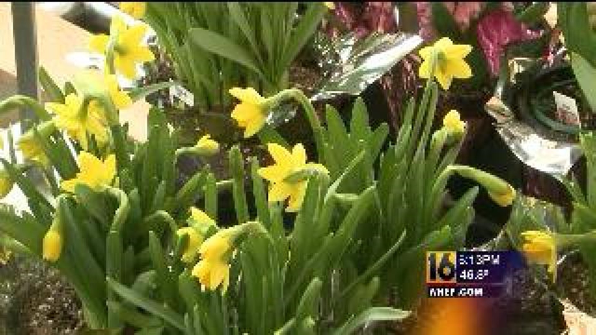 Flower Business Blooms For Easter