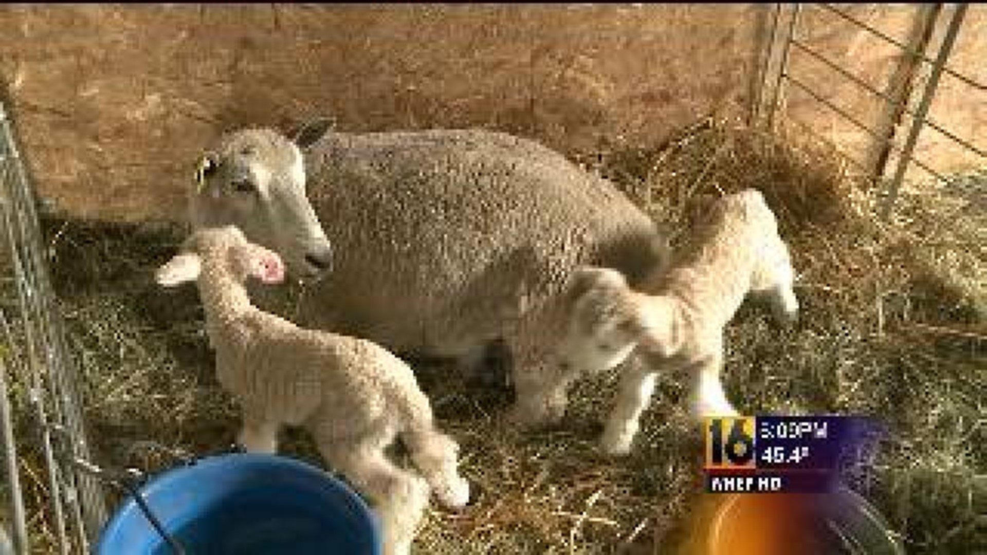 Three Lambs Born on Easter