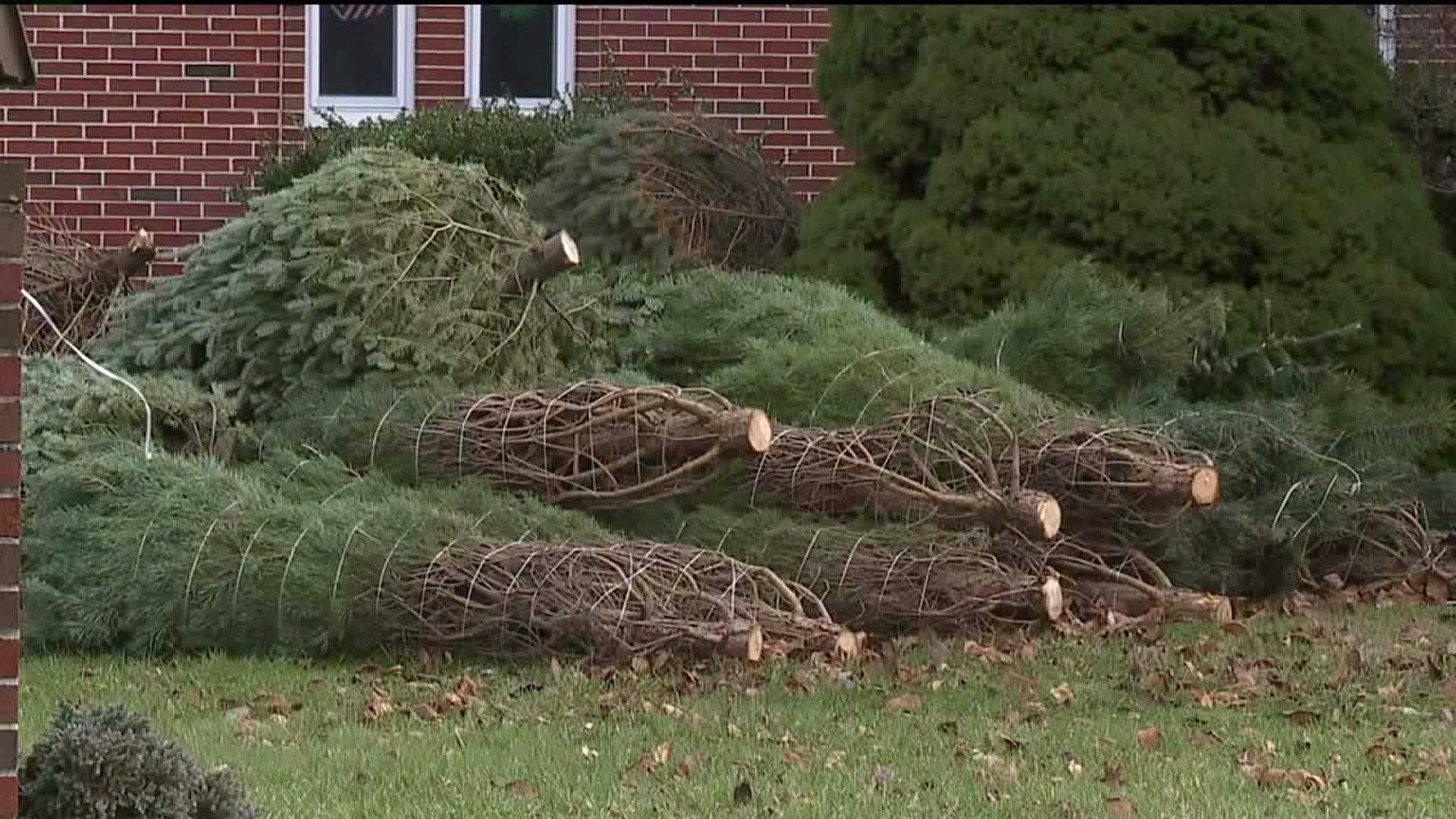 Annual Giving Tree Project in Hughesville