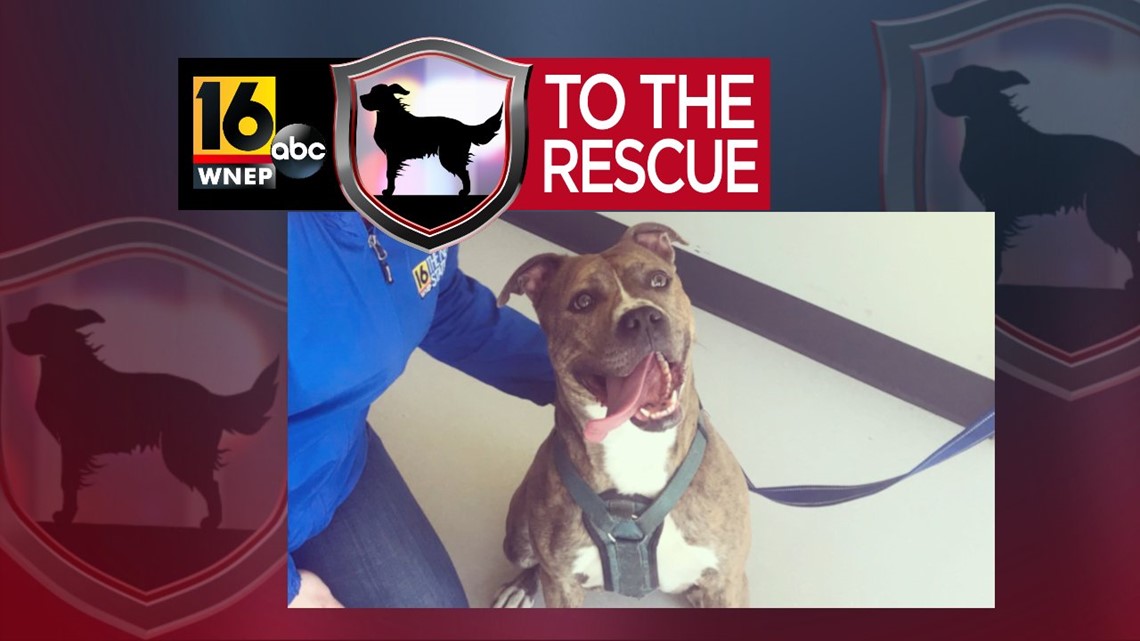 16 To The Rescue Viola