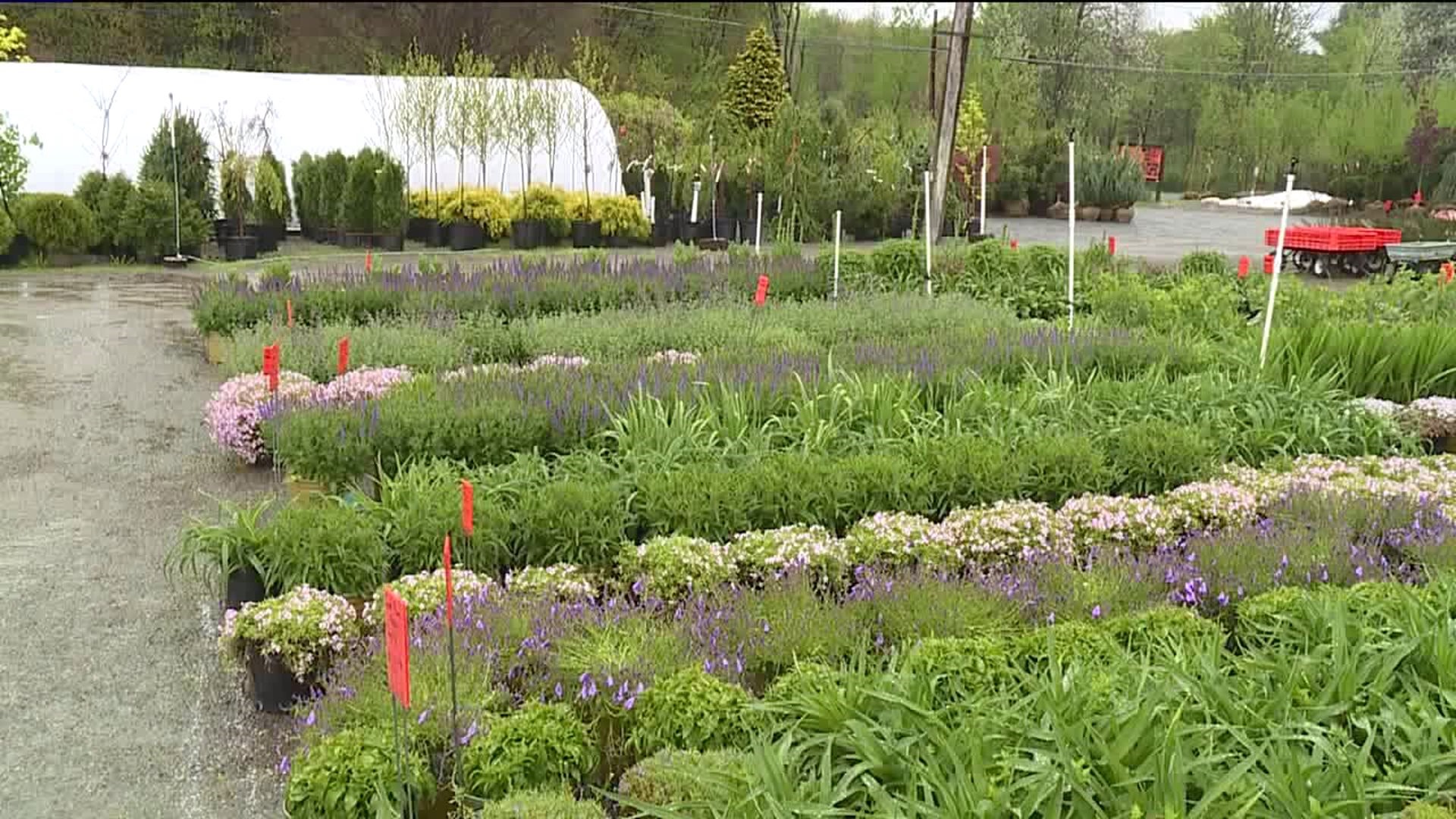 Rain Blamed for Slow Mother's Day at Plant Nursery in Luzerne County