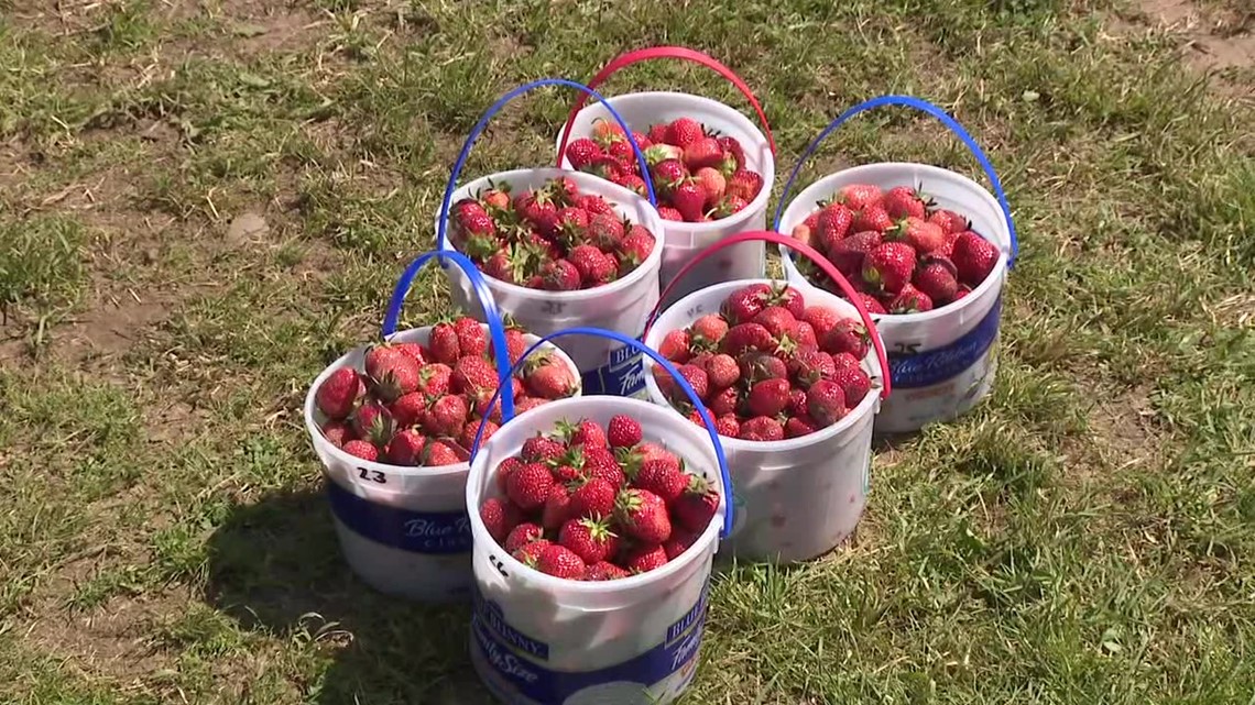 COVID19 precautions for strawberry picking