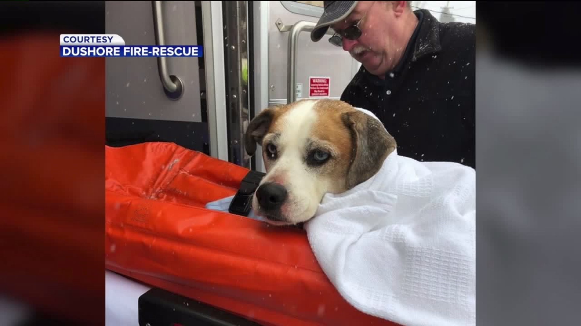 Dog Rescued from Icy Creek in Sullivan County