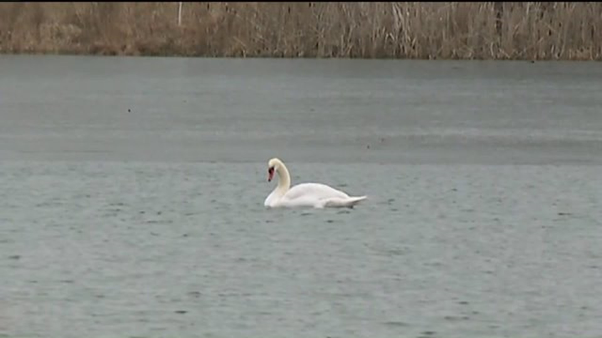 Community Members Upset Over Killed Swan