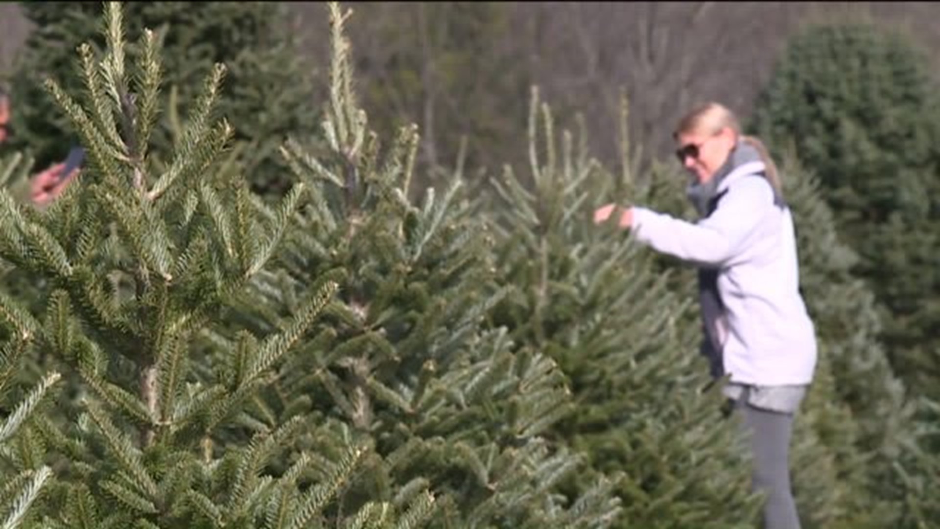 `Trees For Troops` Breaks Records
