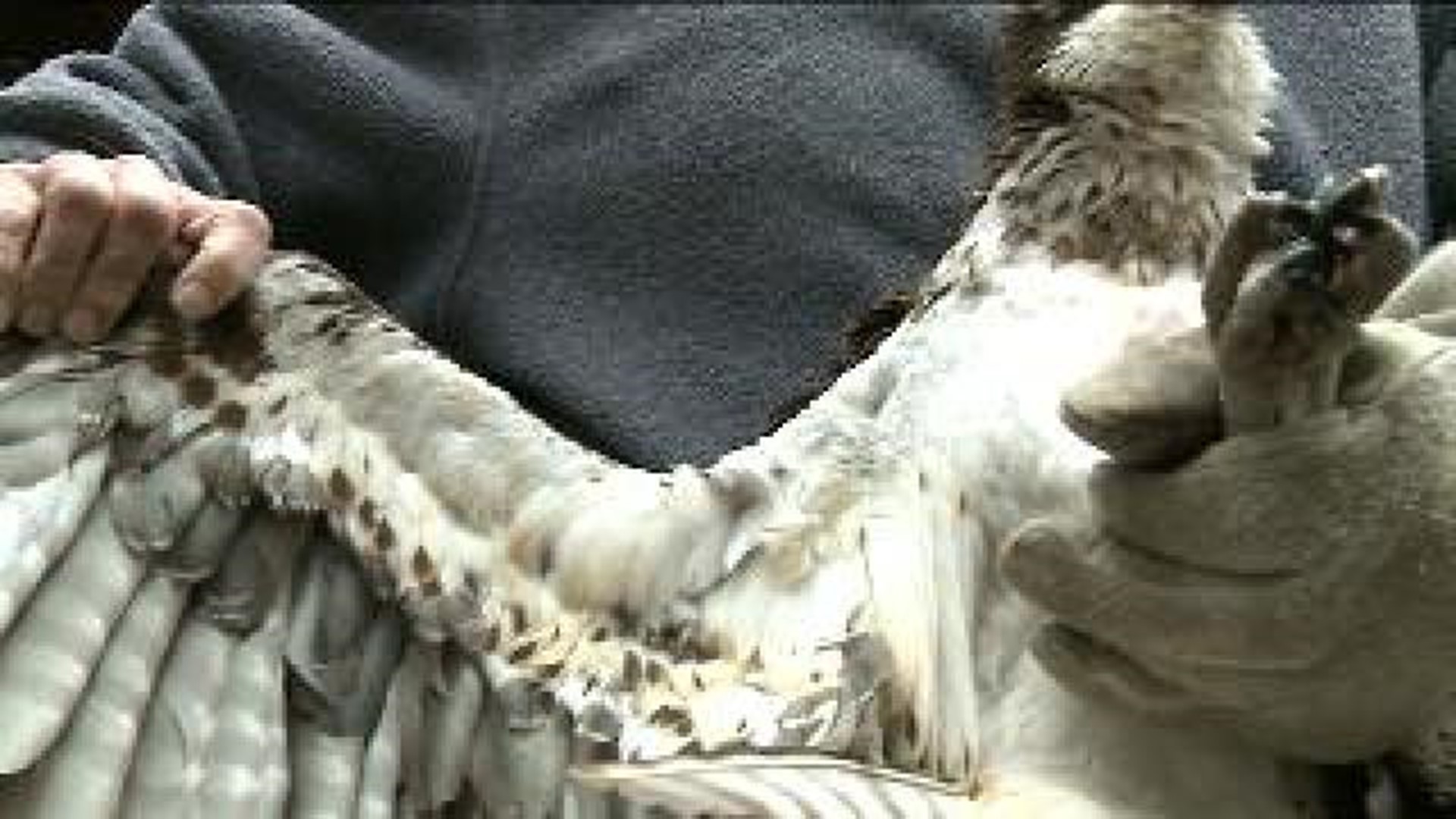 Threatened Birds Shot In Monroe County