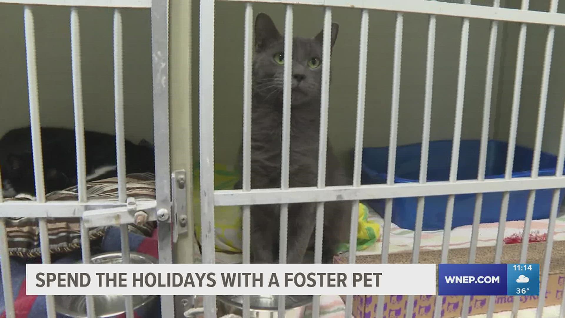 Holiday foster program underway at Monroe County animal shelter 