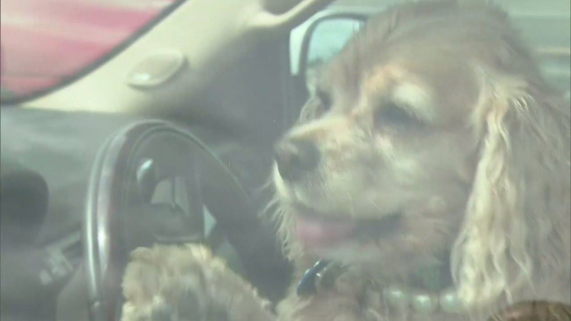 Troopers Reminding Pet Owners of 'Hot Car Bill' Ahead of Summer Months