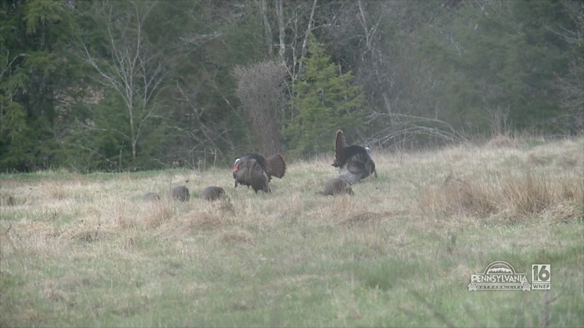 Need help when it comes to turkey hunting?  Look no further than Dunkelberger's.