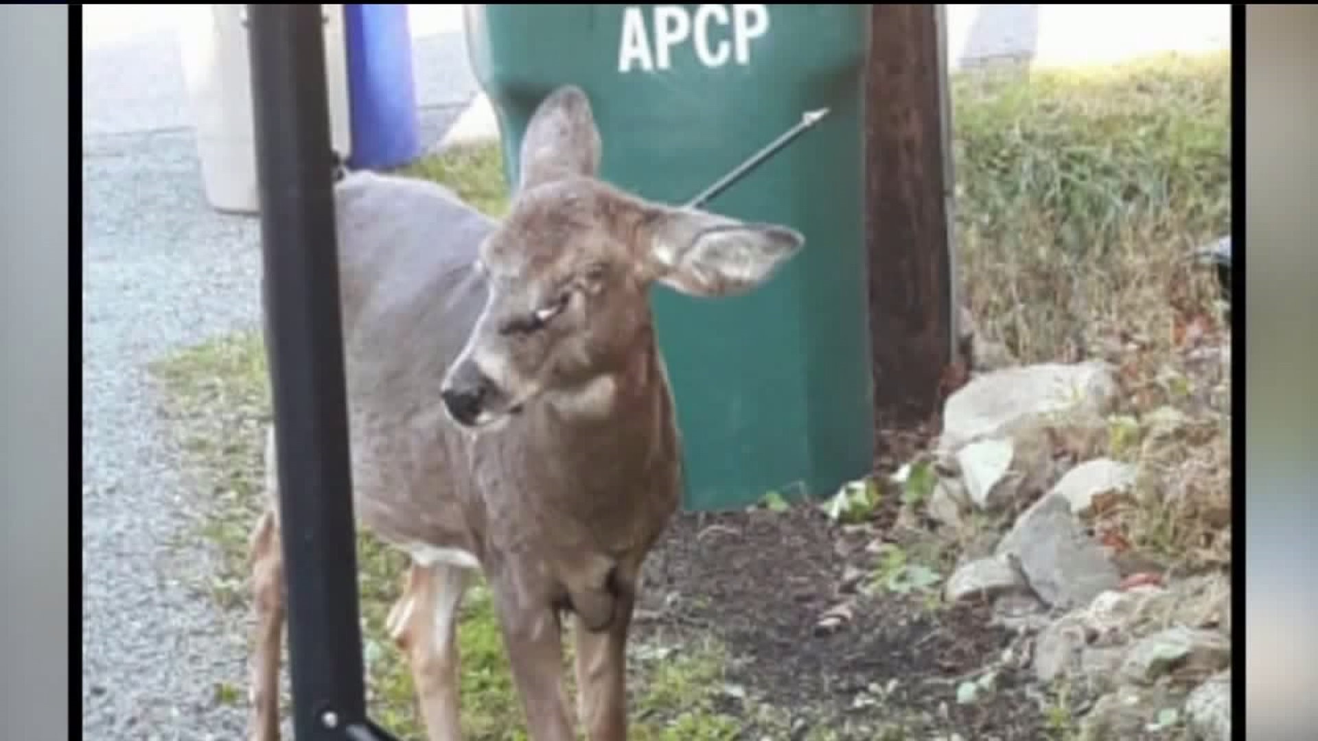 Doe with Arrow in Head Spotted in Gated Community
