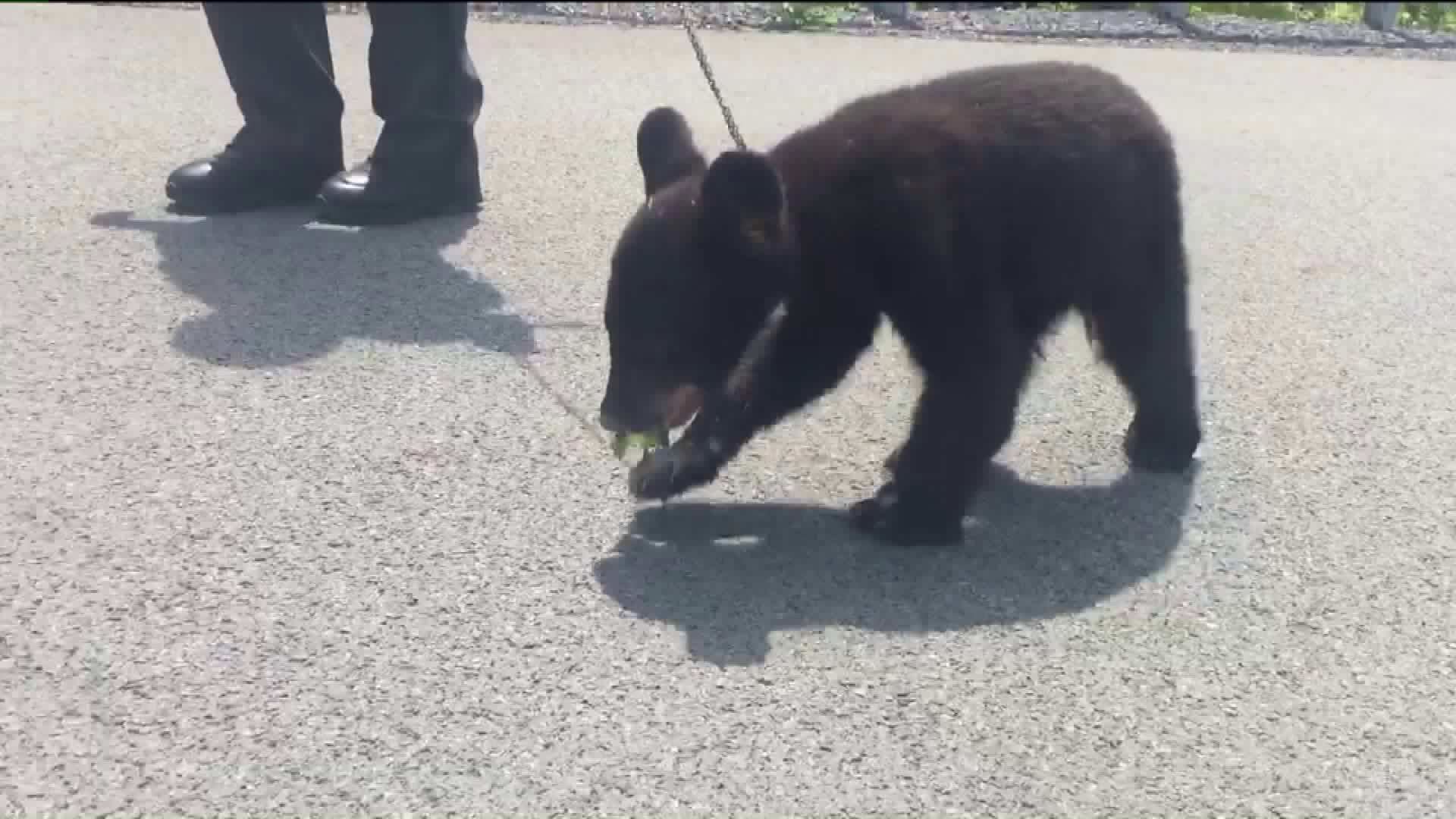 Bear Cub Rescued in Poconos