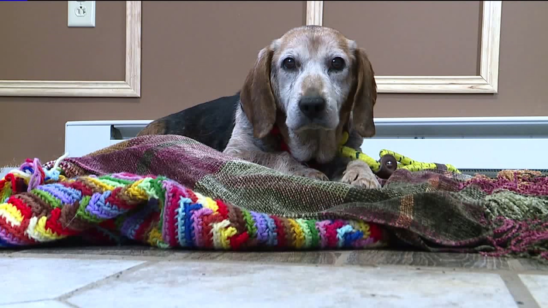 Beagle Recovering at Animal Shelter in the Poconos