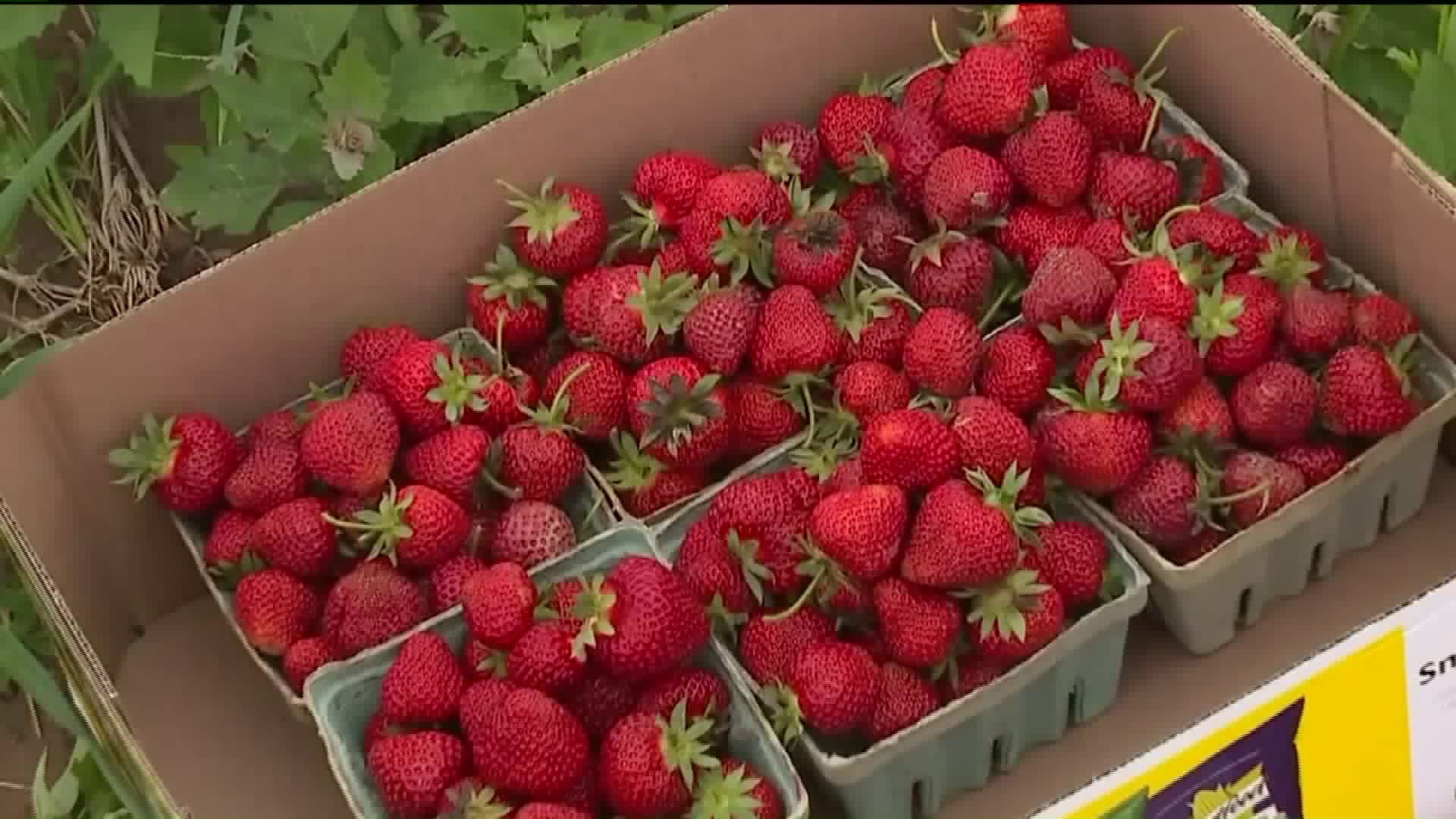 Strawberry Season Comes Early in Lycoming County