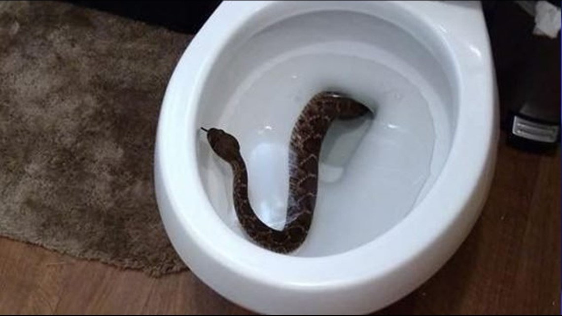 Nightmare fuel: Man takes on 5-foot Texas rat snake found in toilet