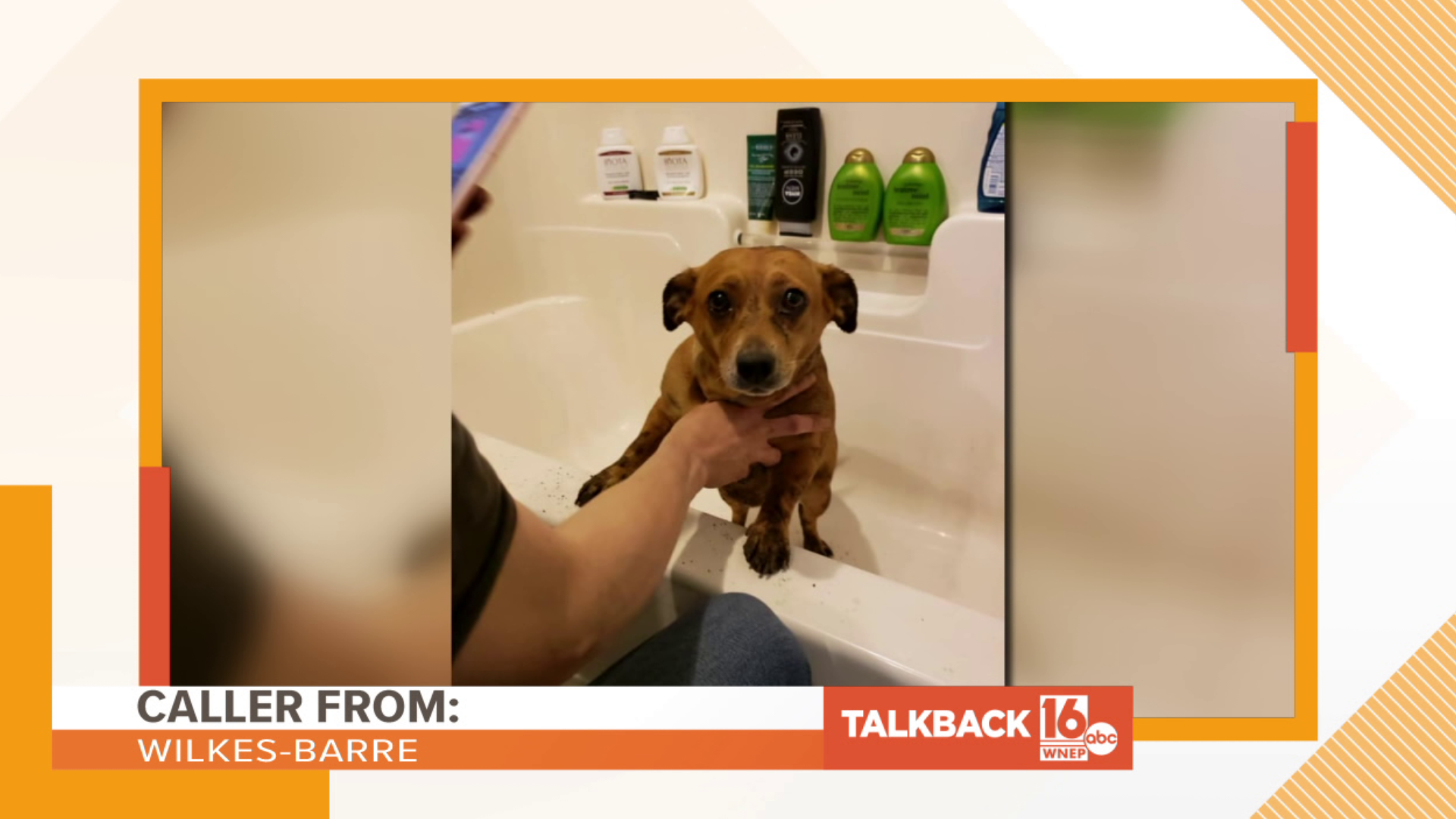 Callers shared their thoughts on a dog rescue in Luzerne County.