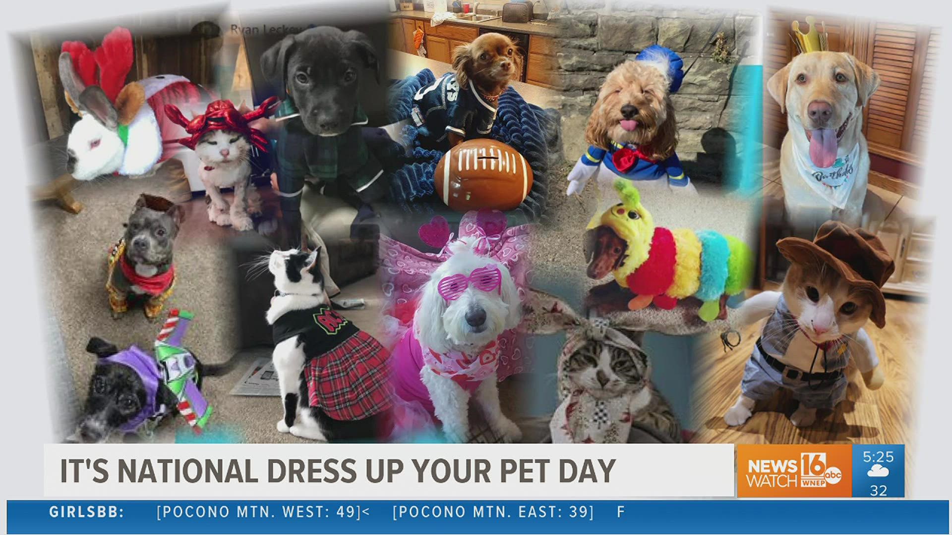 Whether it’s a cool costume or just a fancy, fun sweater, it’s the "purrfect" Friday to deck out your furball. After all, it’s National Dress Up Your Pet Day.