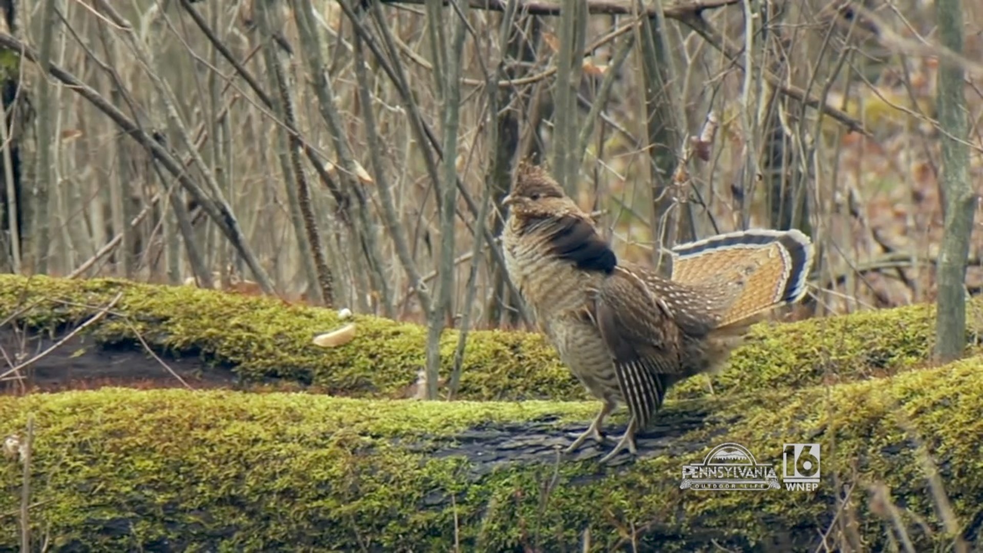 West nile virus is being blamed for the decline in ruffed grouse populations in Pennsyvlania.