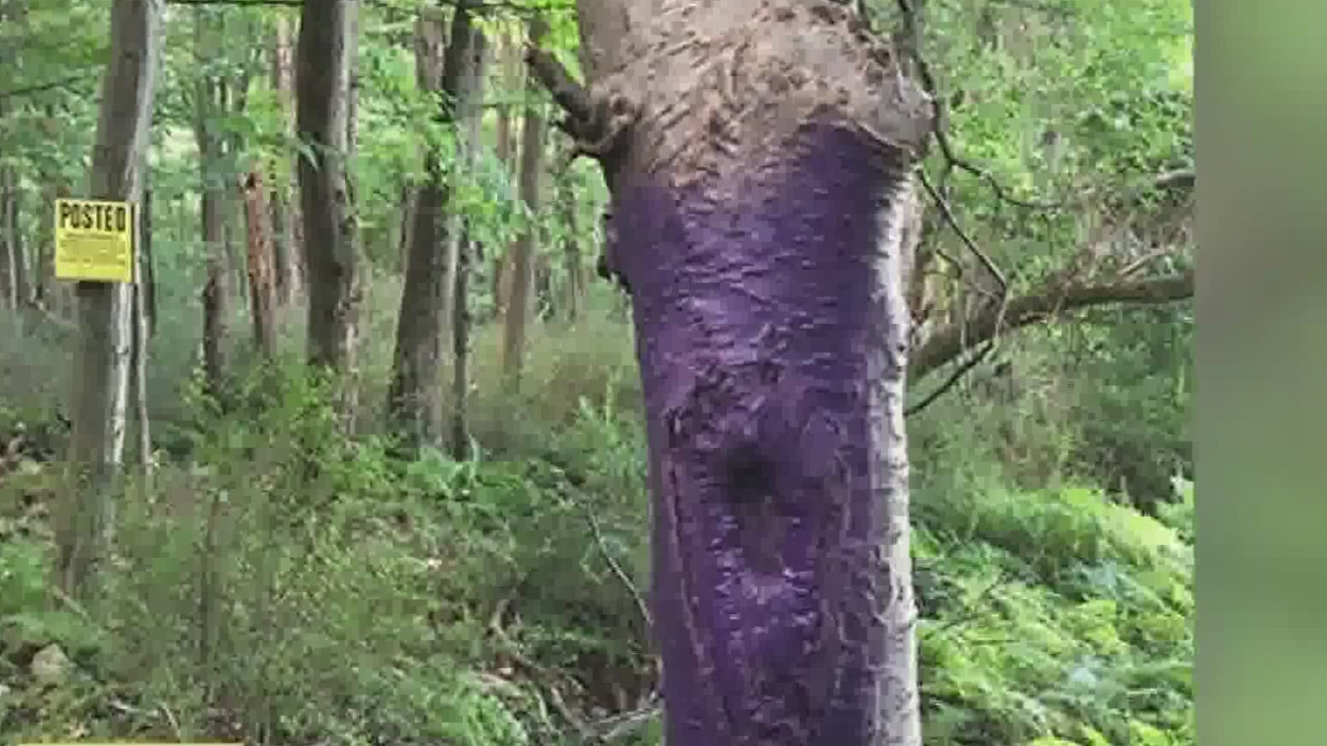 Instead of the "no trespassing" signs we are all used to, landowners can now mark trees or posts with purple paint.
