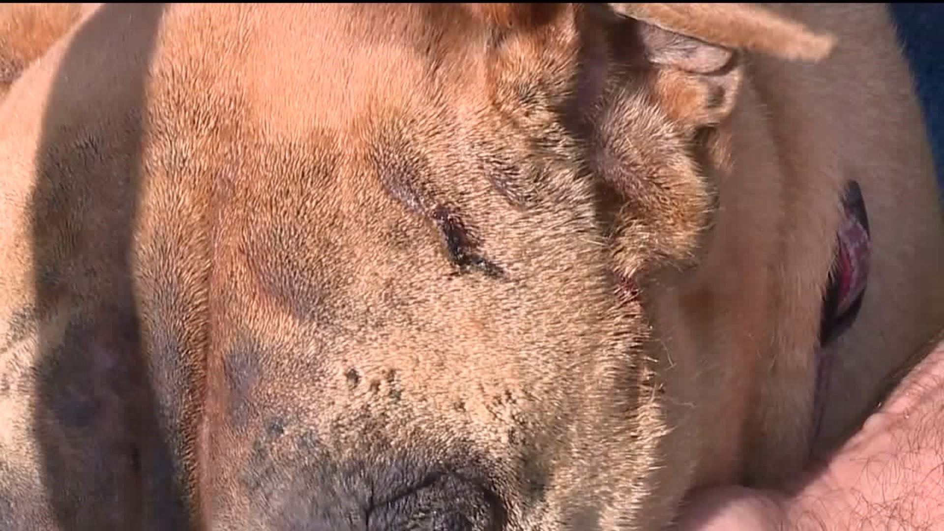 Bear Attack Concerns Dog Owners in Montgomery