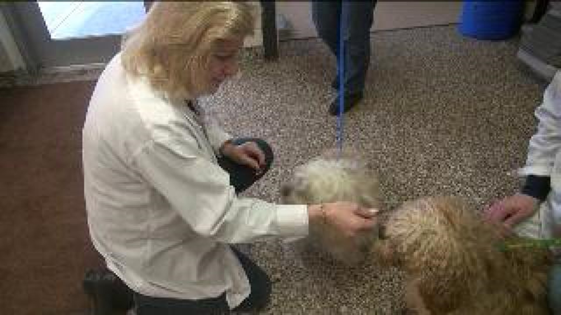 Rescued Dogs Recovering At SPCA